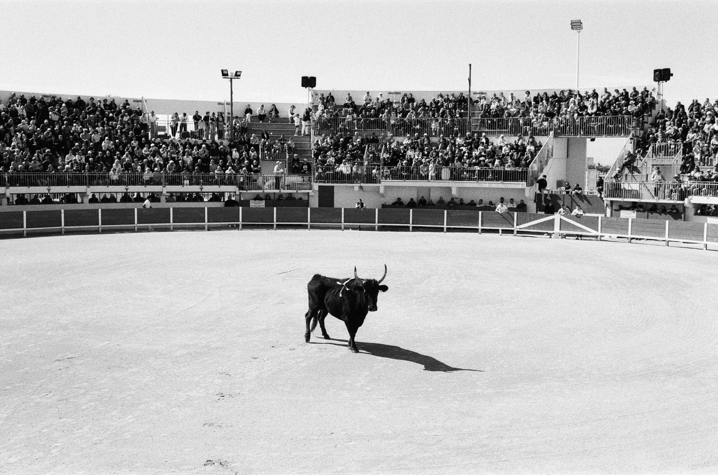 PHOTOGRAPHY Course Camargaise France, 2025 35mm Film, 10 Images Lab Scan, 3130 × 2075px more
